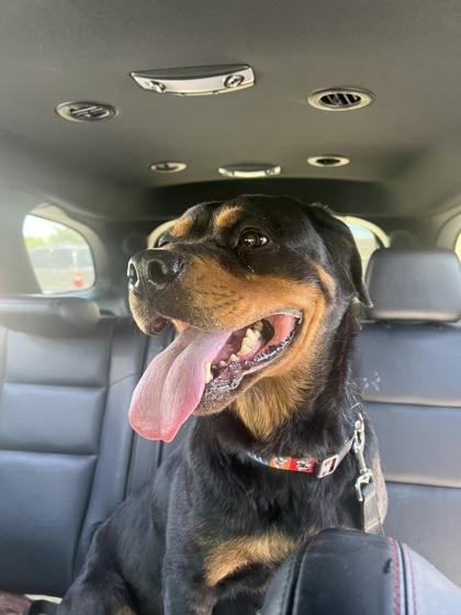 Enlarge Ahsoka, a Adoptable mixed breed in McKinney, TX image 1/3