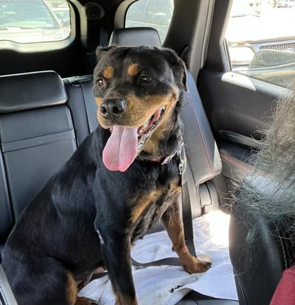 Enlarge Ahsoka, a Adoptable mixed breed in McKinney, TX image 2/3