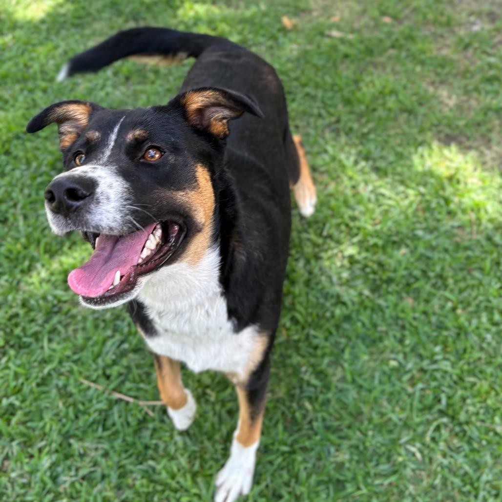 Tippy, a Adoptable mixed breed in San Jacinto, CA image 1/6