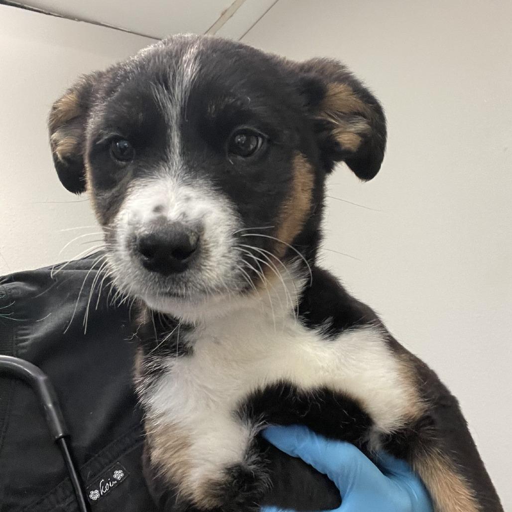 Tippy, a Adoptable mixed breed in San Jacinto, CA image 2/6