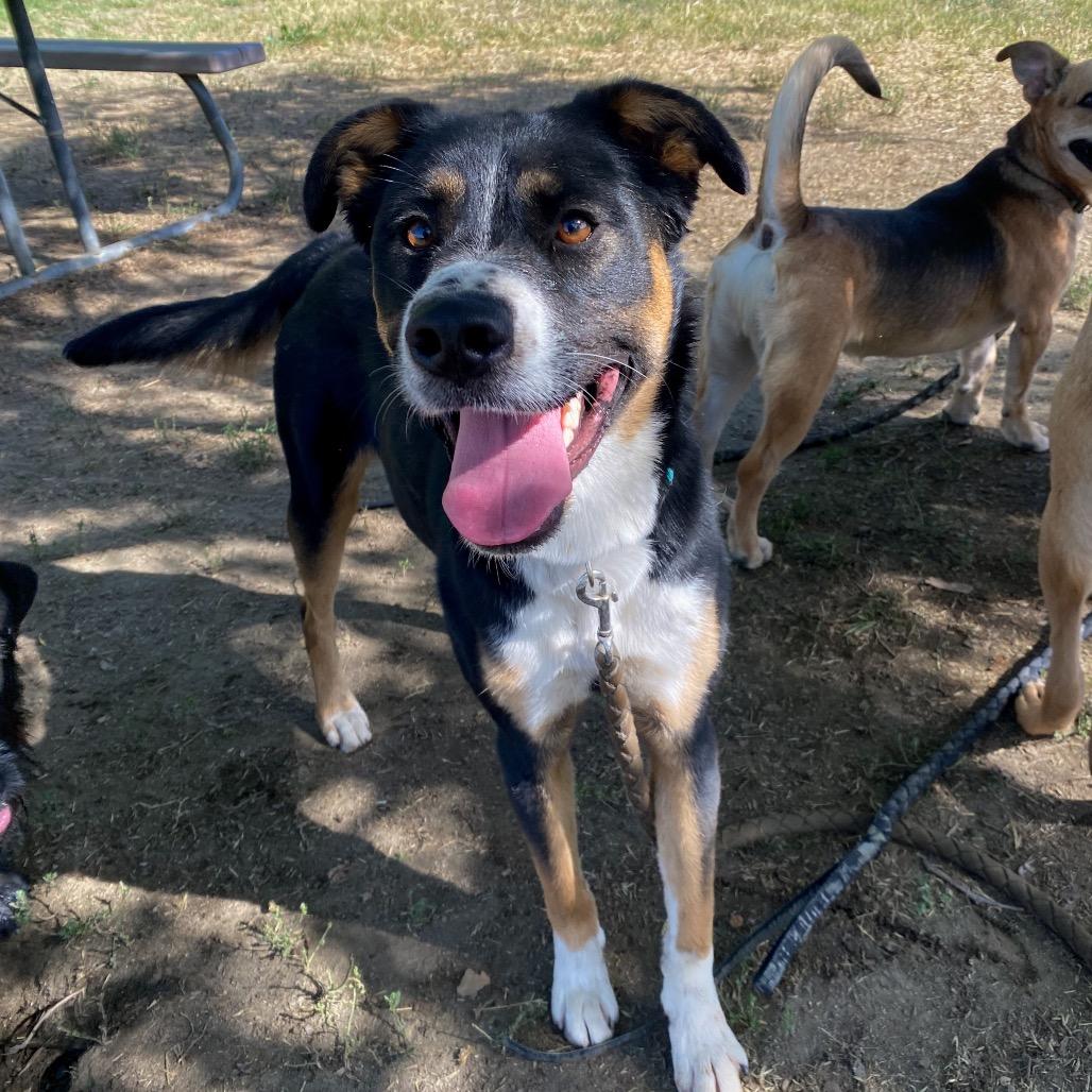 Enlarge Tippy, a Adoptable mixed breed in San Jacinto, CA image 3/6