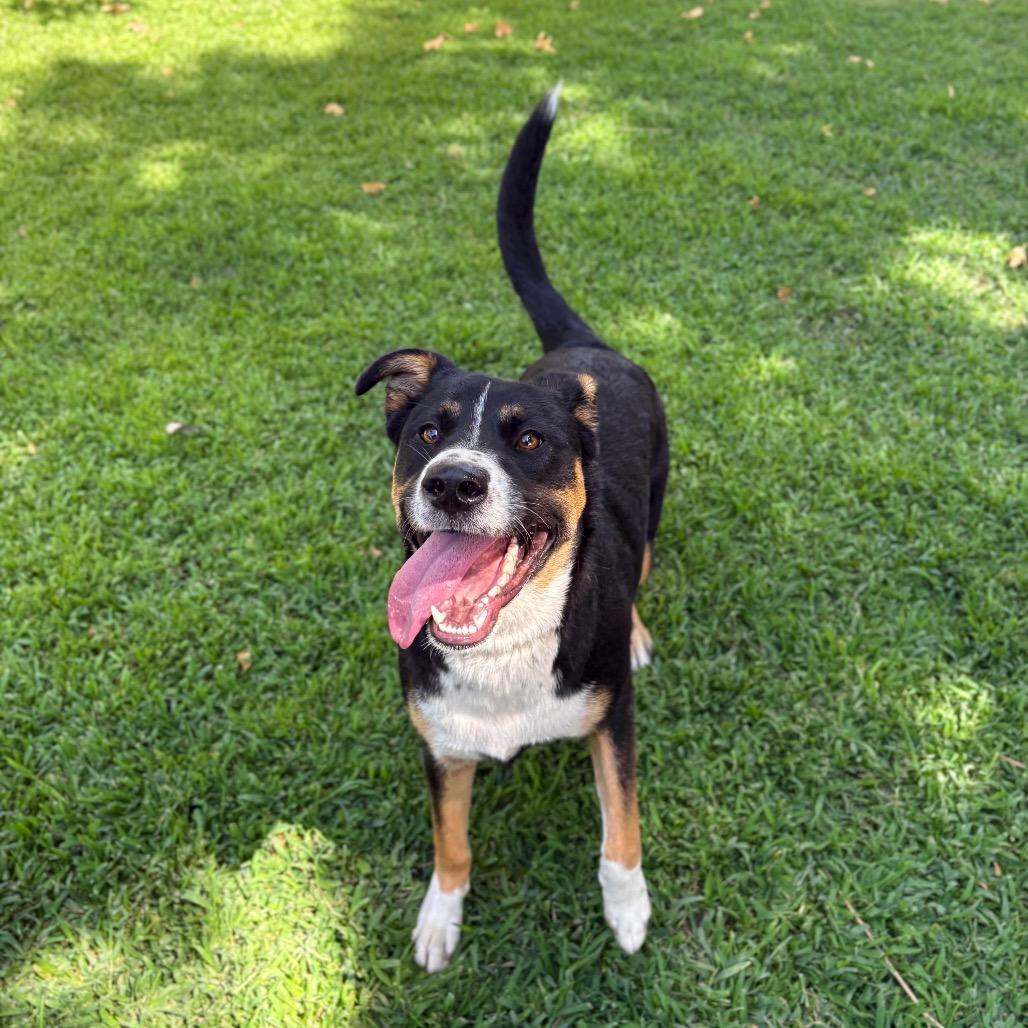 Enlarge Tippy, a Adoptable mixed breed in San Jacinto, CA image 4/6