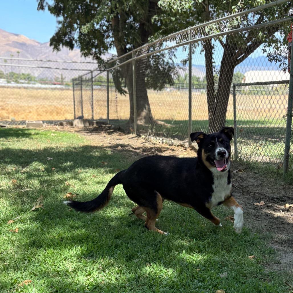 Tippy, a Adoptable mixed breed in San Jacinto, CA image 3/6