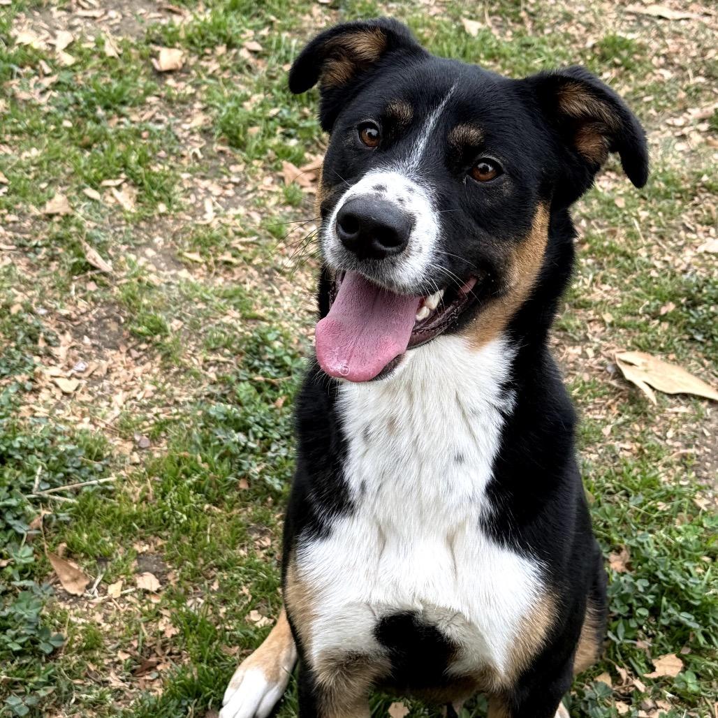 Enlarge Tippy, a Adoptable mixed breed in San Jacinto, CA image 4/6
