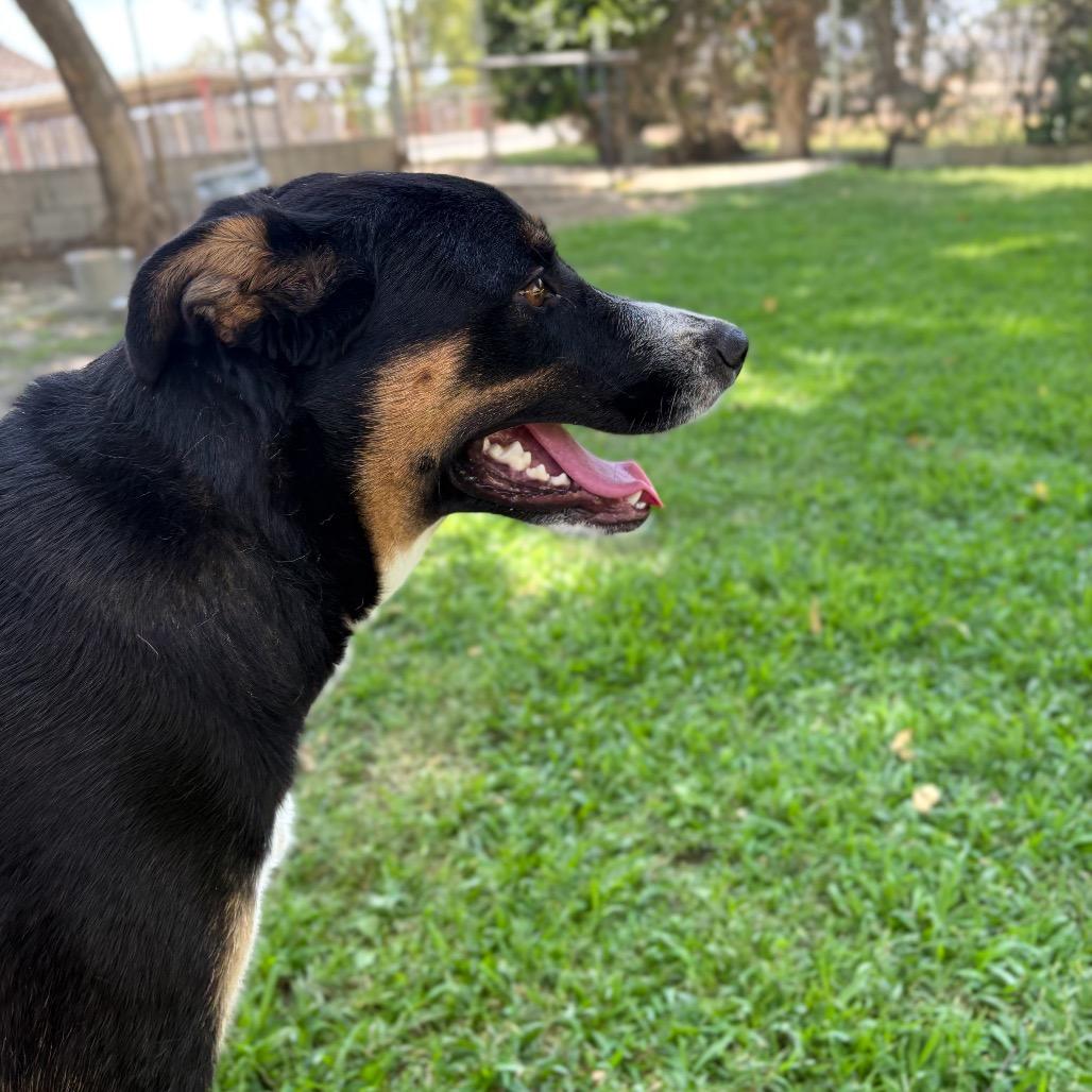 Tippy, a Adoptable mixed breed in San Jacinto, CA image 4/6