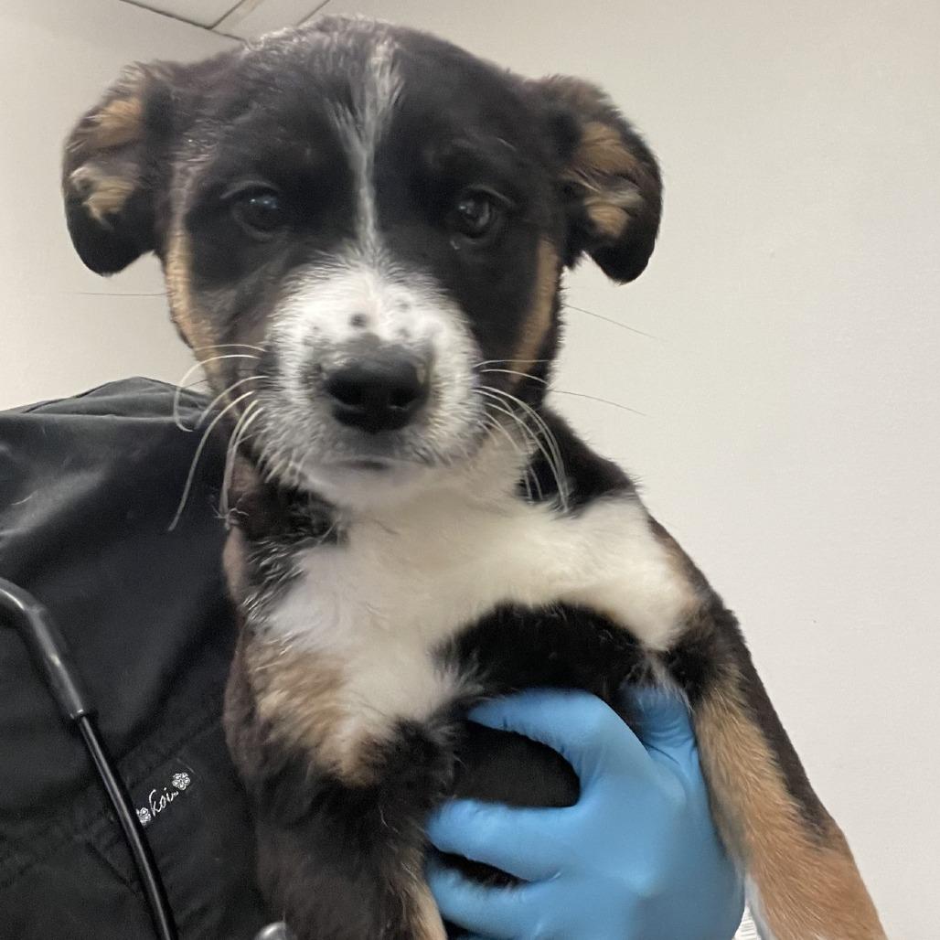 Tippy, a Adoptable mixed breed in San Jacinto, CA image 5/6