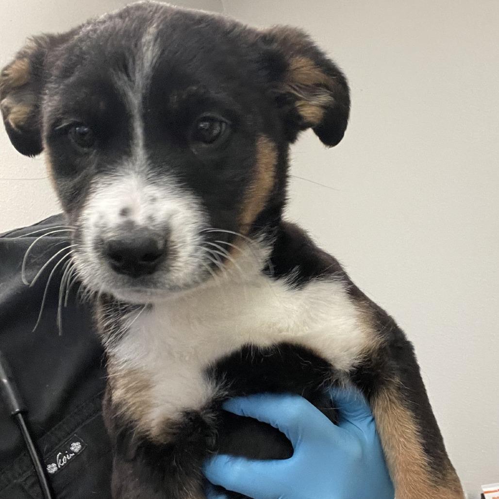 Tippy, a Adoptable mixed breed in San Jacinto, CA image 6/6