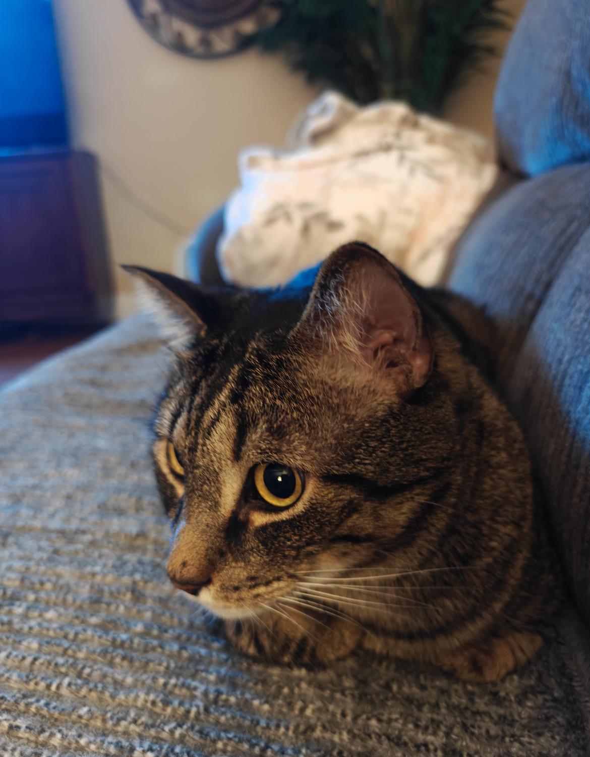 Kody, ADOPTABLE, Adult Male Domestic Short Hair.