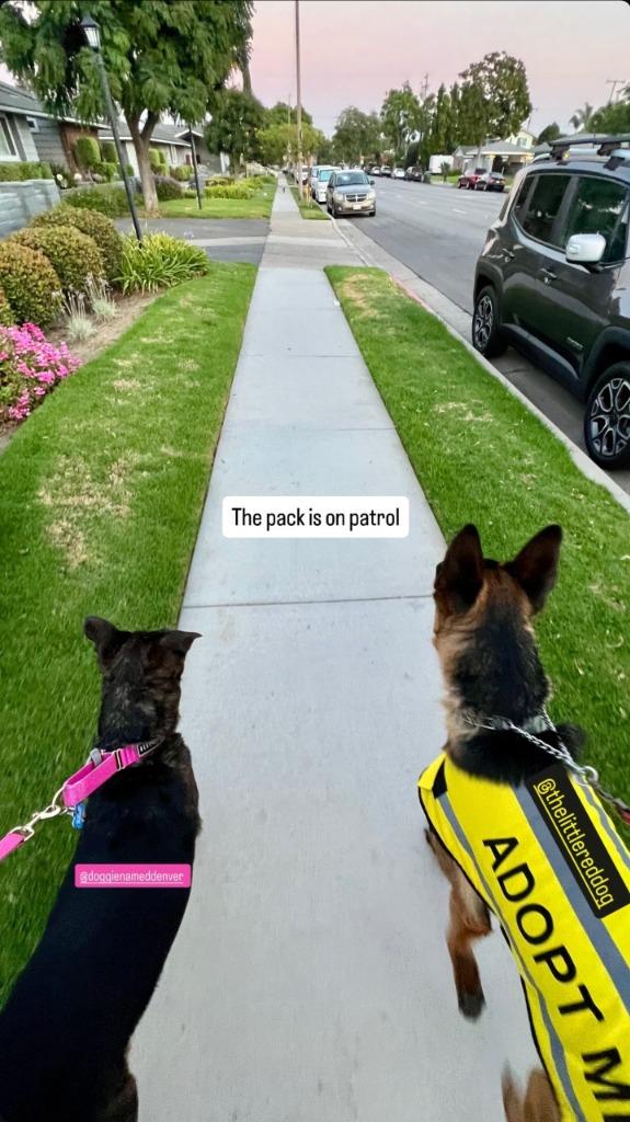 Sirius - Adopt Me!, a Adoptable mixed breed in Lake Forest, CA image 1/6