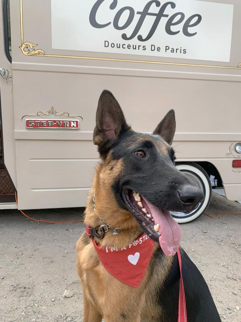 Sirius - Adopt Me!, Adoptable, Adult Male German Shepherd Dog.