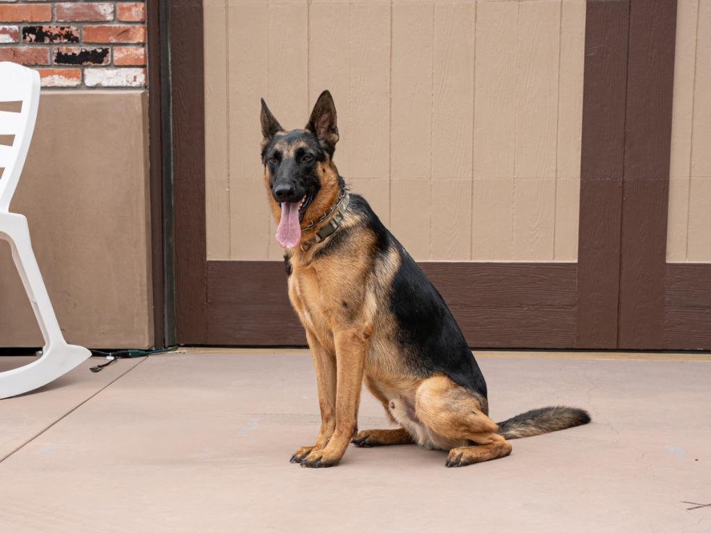 Enlarge Sirius - Adopt Me!, a Adoptable mixed breed in Lake Forest, CA image 2/6