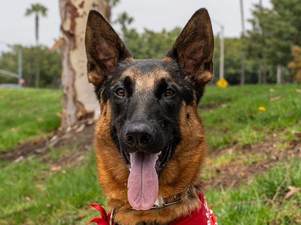 Enlarge Sirius - Adopt Me!, a Adoptable mixed breed in Lake Forest, CA image 3/6