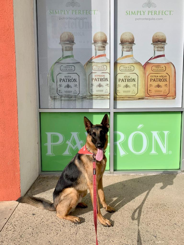 Enlarge Sirius - Adopt Me!, a Adoptable mixed breed in Lake Forest, CA image 4/6