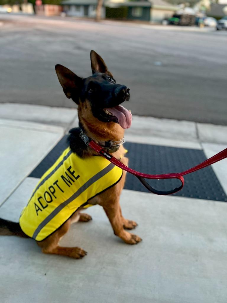 Enlarge Sirius - Adopt Me!, a Adoptable mixed breed in Lake Forest, CA image 6/6