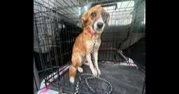 Clancy, Adoptable, Adult Male Beagle & Mixed Breed.
