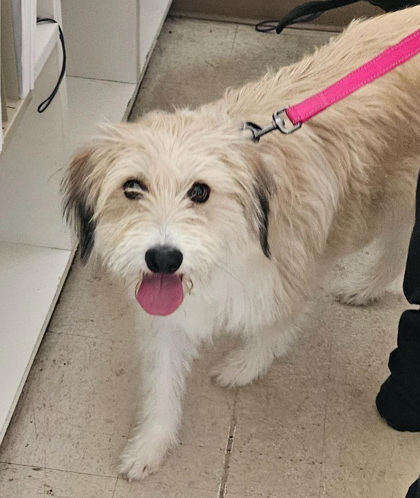 Winnie, Adoptable, Young Female Terrier & Mixed Breed.