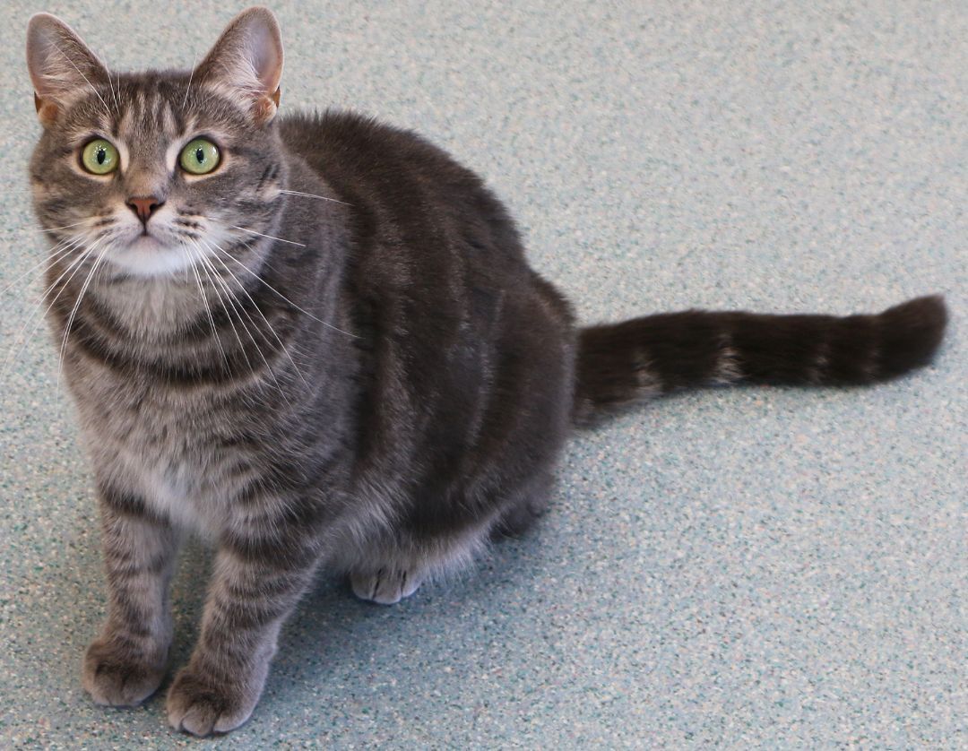 Enlarge Abby, a Adoptable Domestic Short Hair in Charles Town, WV image 1/12