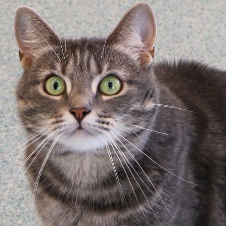 Enlarge Abby, a Adoptable Domestic Short Hair in Charles Town, WV image 1/6