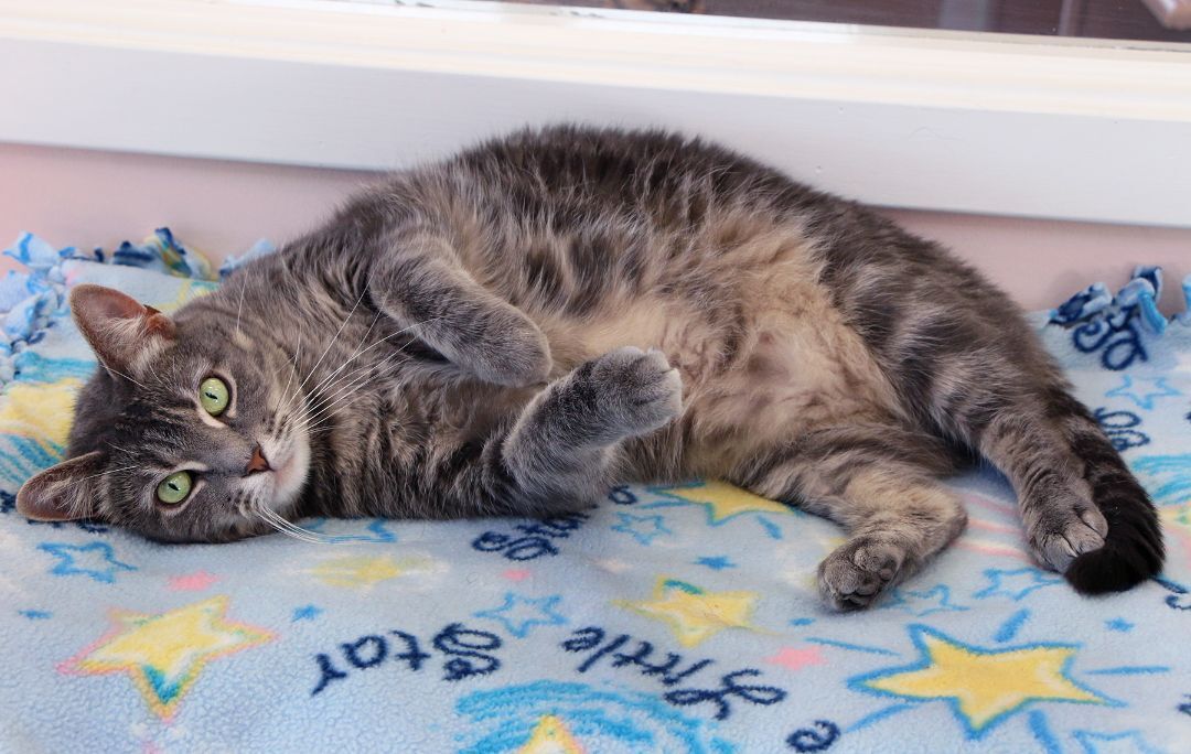 Enlarge Abby, a Adoptable Domestic Short Hair in Charles Town, WV image 2/12