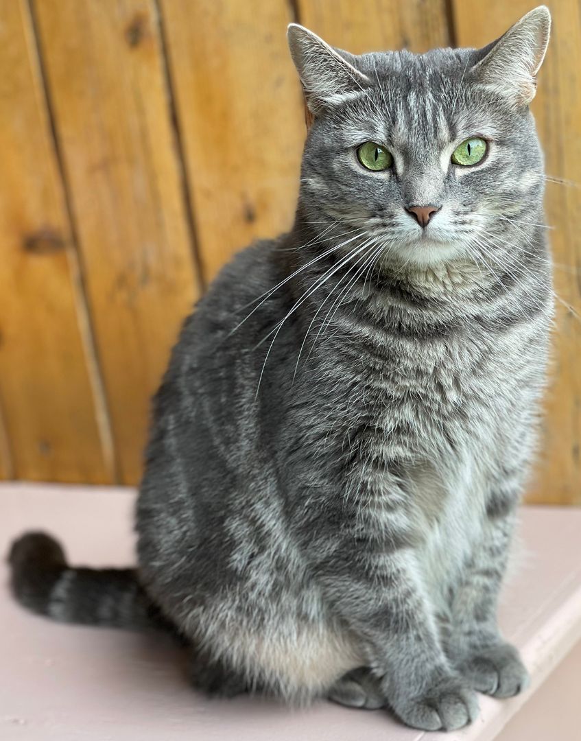 Enlarge Abby, a Adoptable Domestic Short Hair in Charles Town, WV image 3/12