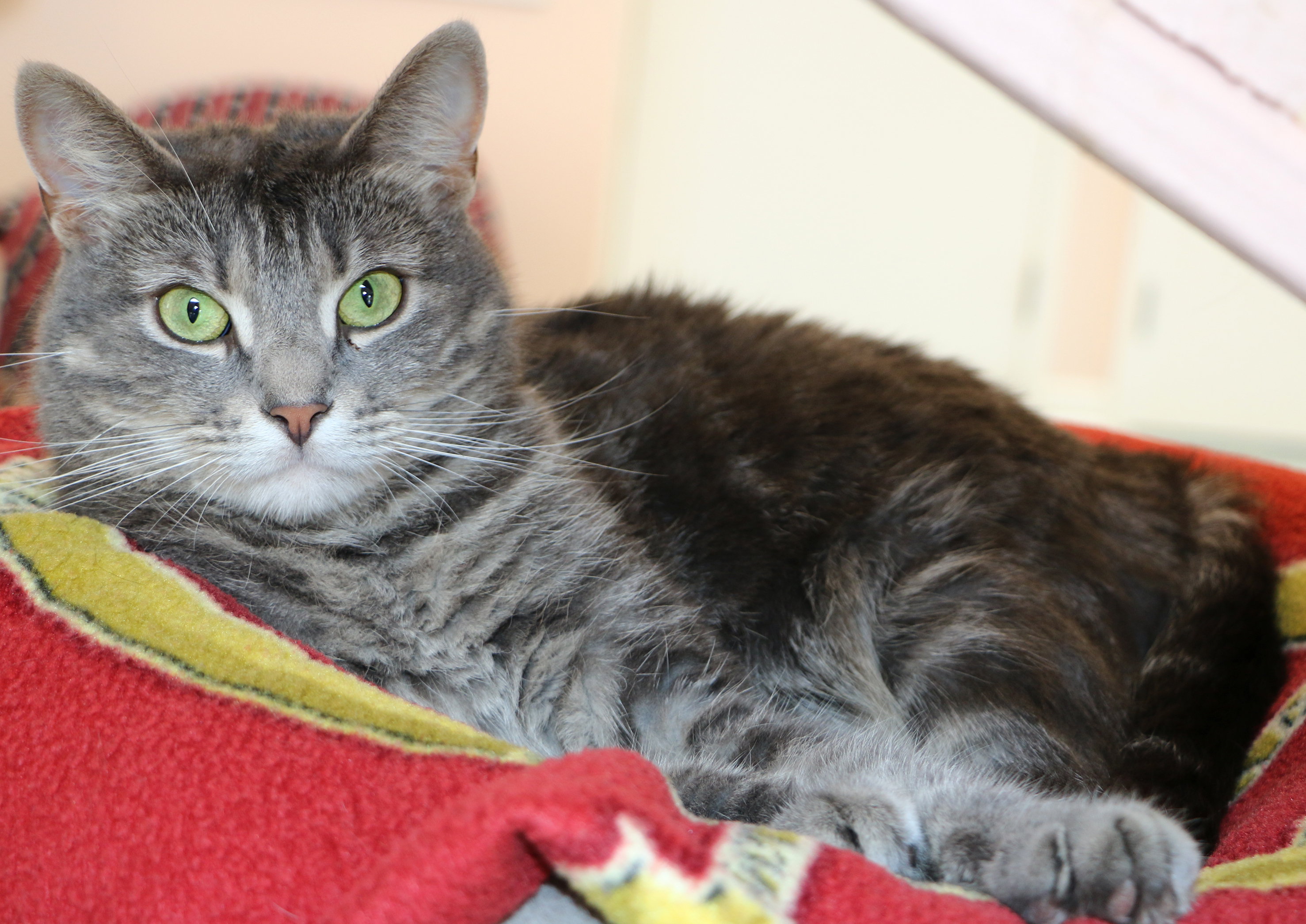 Enlarge Abby, a Adoptable Domestic Short Hair in Charles Town, WV image 4/12