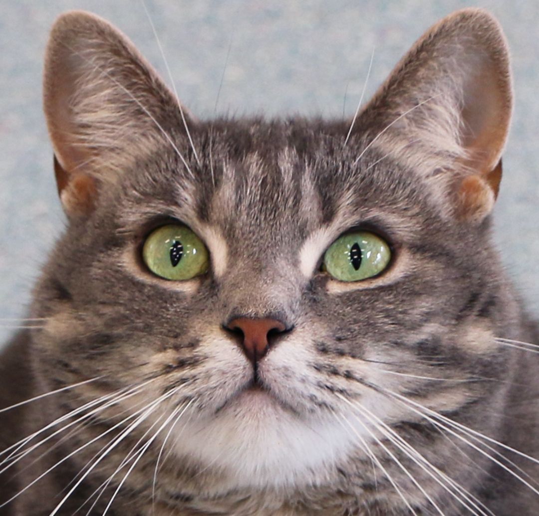 Enlarge Abby, a Adoptable Domestic Short Hair in Charles Town, WV image 5/12