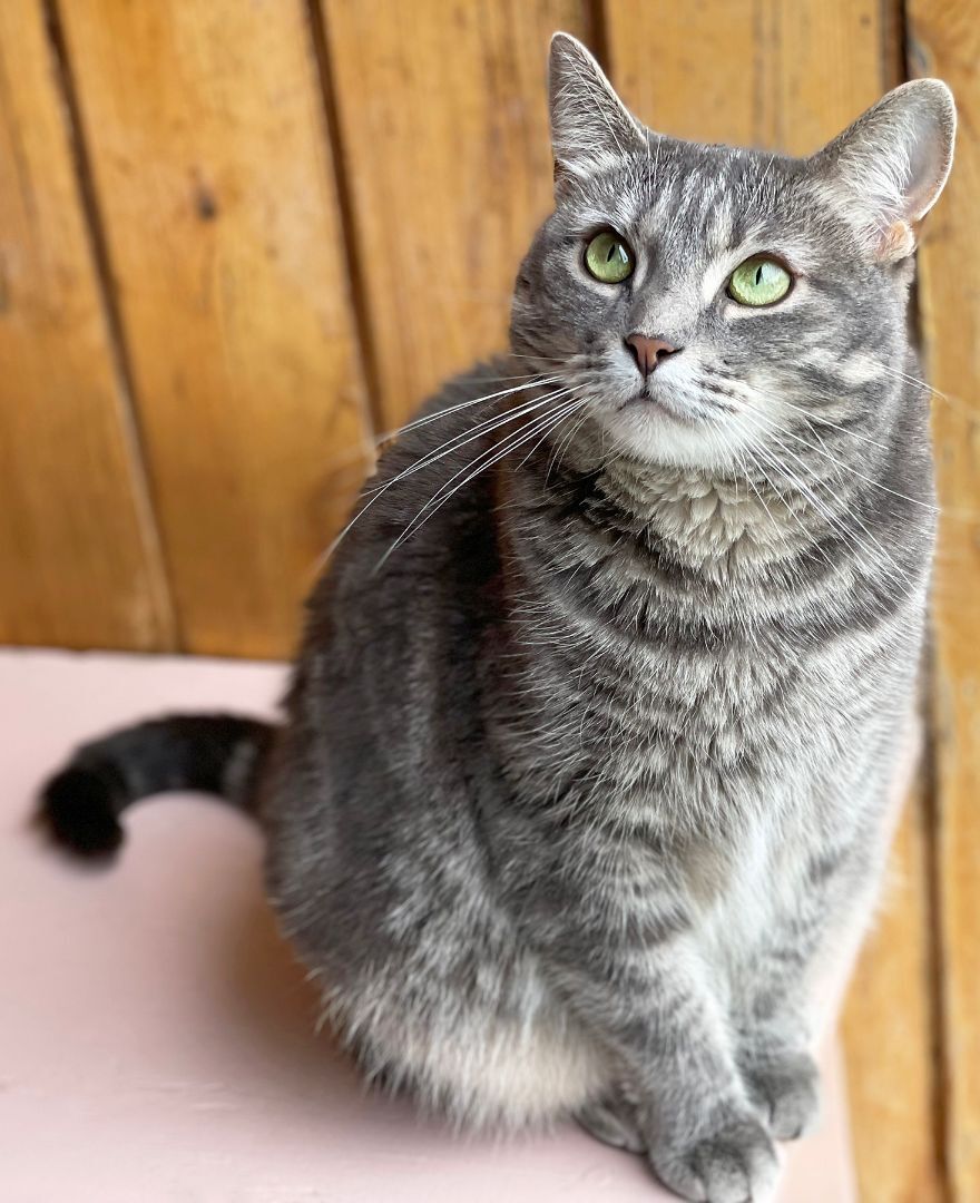 Enlarge Abby, a Adoptable Domestic Short Hair in Charles Town, WV image 6/12