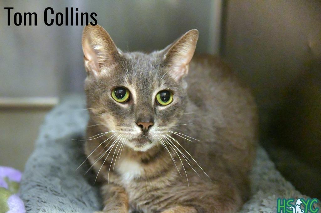 Tom Collins, Adoptable, Senior Male Domestic Short Hair.