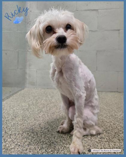 Ricky Bonded To Lexi thumbnail 4