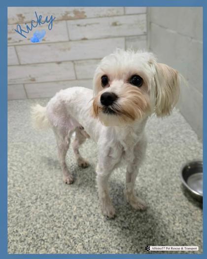 Ricky Bonded To Lexi thumbnail 6