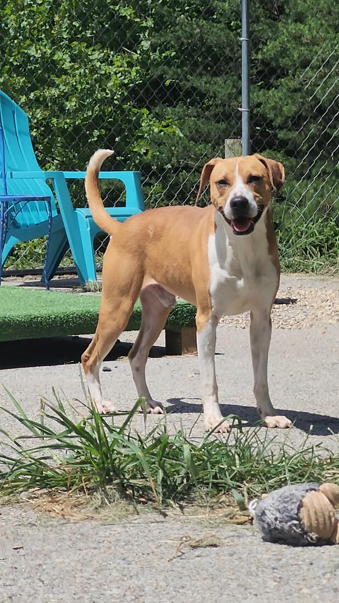 Moose, Adoptable, Adult Male Beagle.