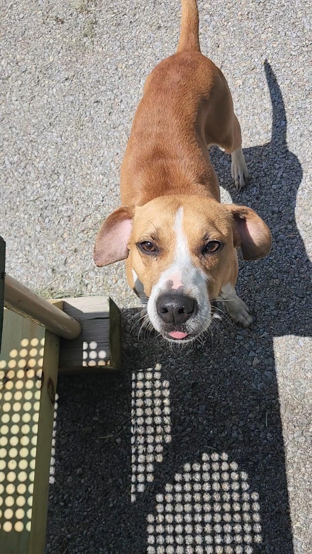 Moose, a Adoptable mixed breed in Fayetteville, WV image 2/3