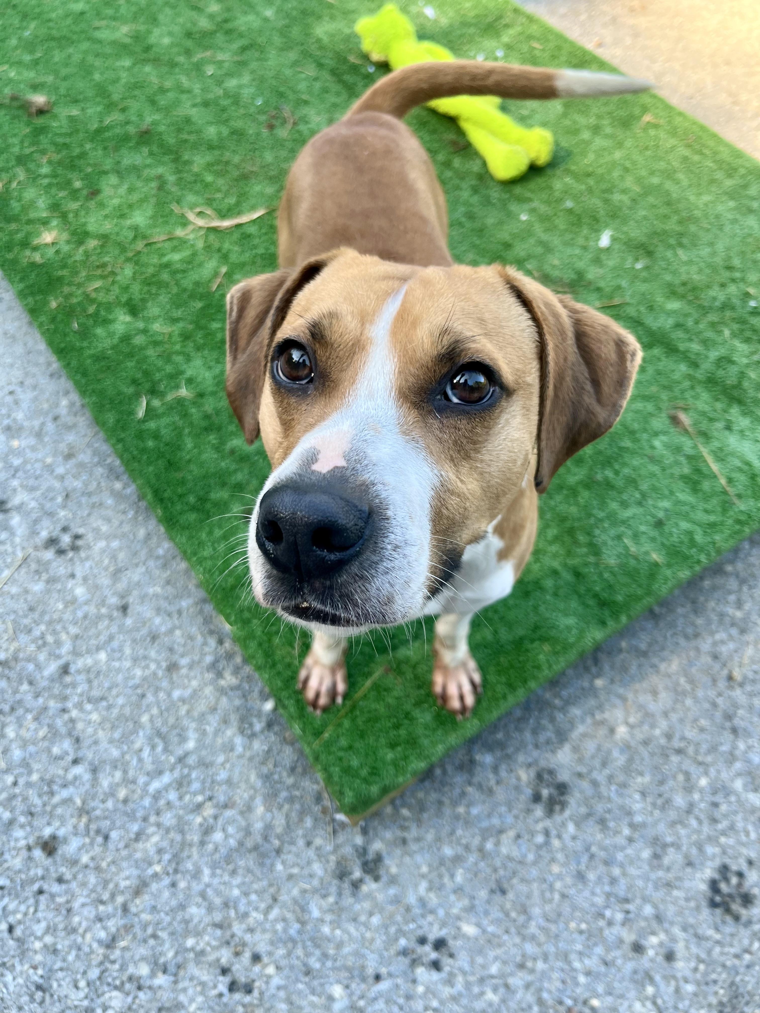Enlarge Moose, a Adoptable mixed breed in Fayetteville, WV image 3/4