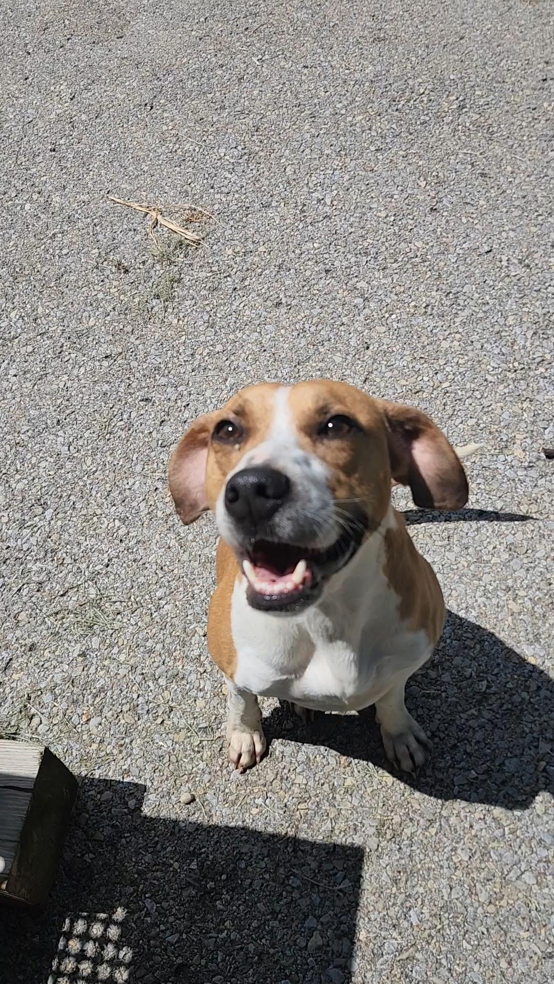 Moose, a Adoptable mixed breed in Fayetteville, WV image 3/3