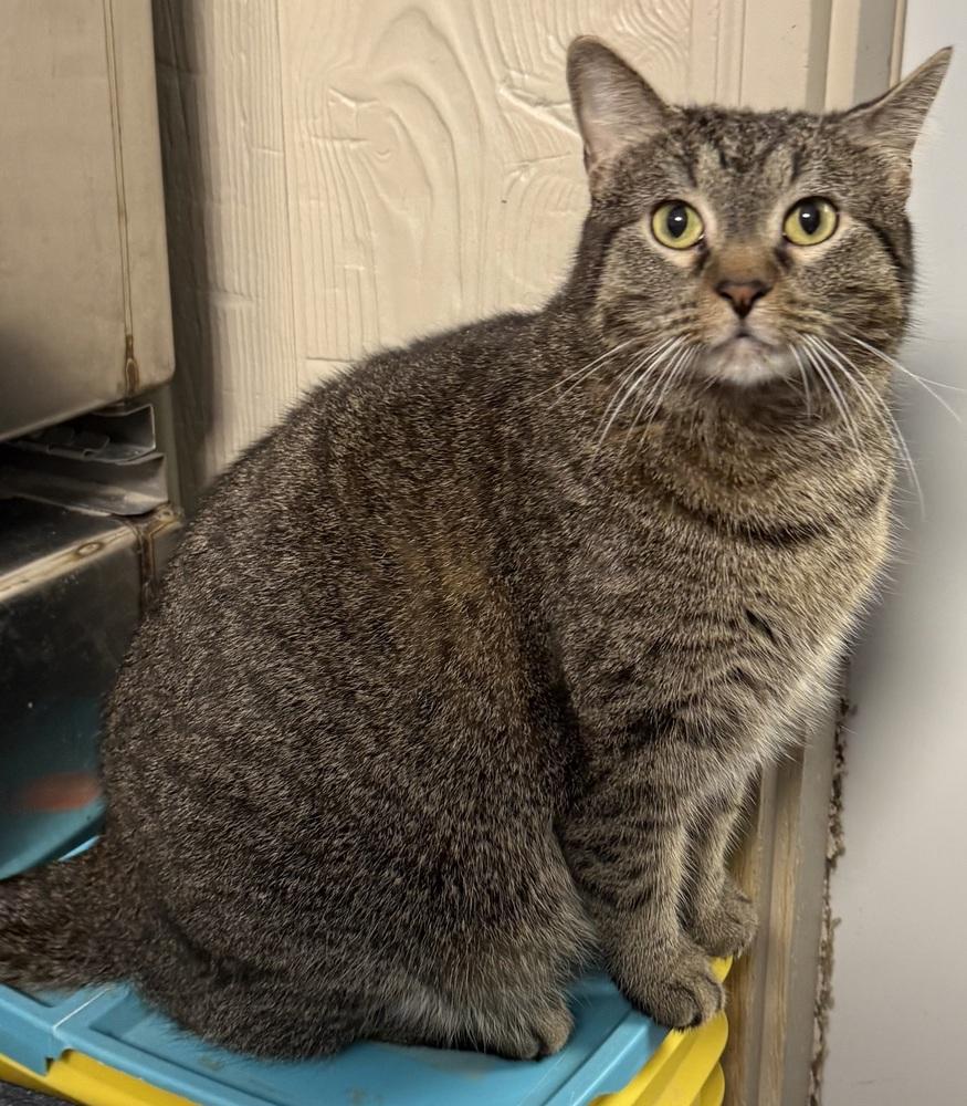 AC Kloe, Adoptable, Adult Female Domestic Short Hair.