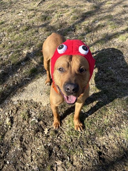 Enlarge Fernando, a Adoptable Mixed Breed in Miamitown, OH image 3/3