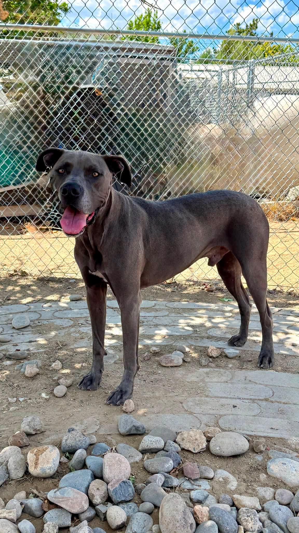 Gibby, ADOPTABLE, Adult Male Great Dane.