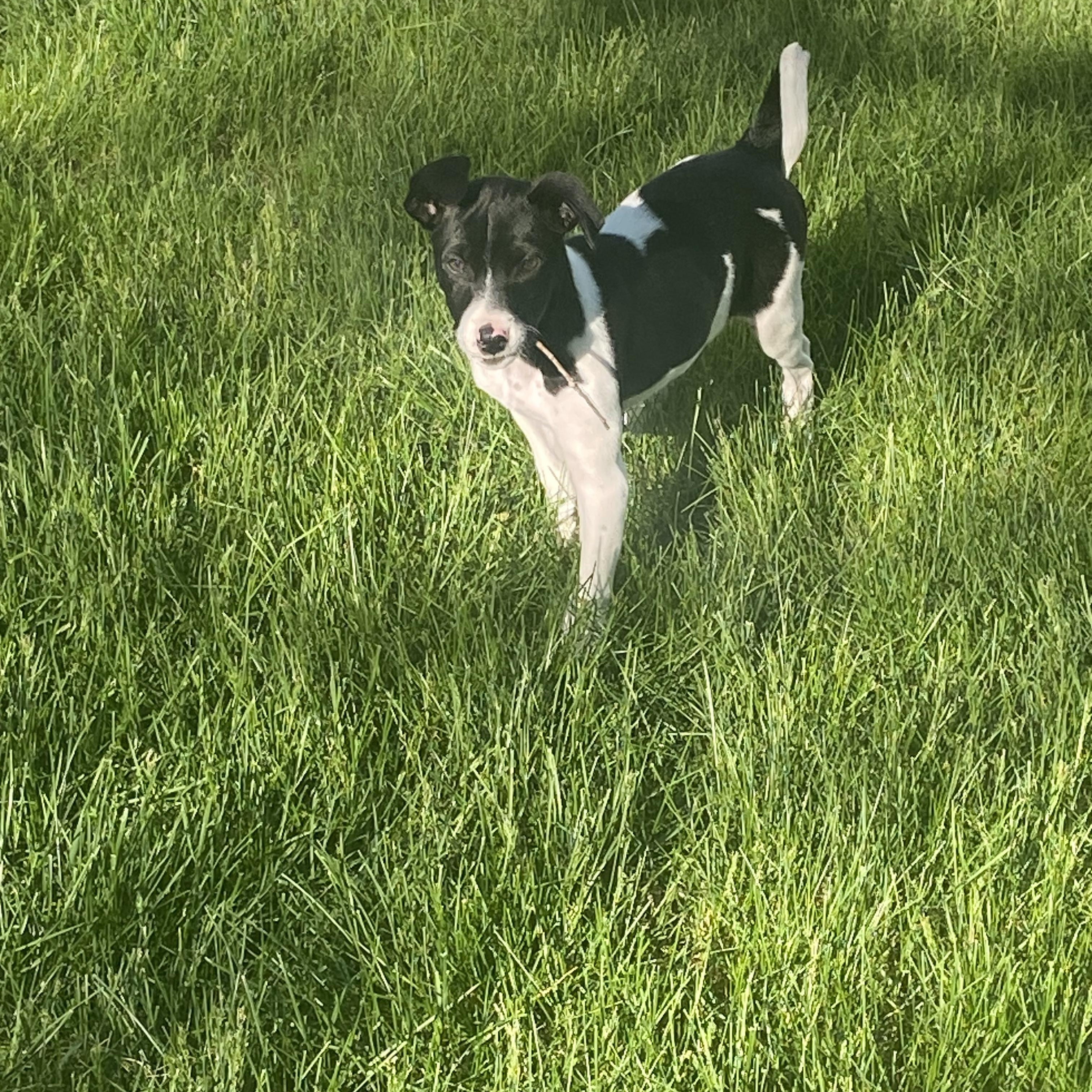 Mickey, an adoptable mixed breed in Lake Geneva, WI image 5/6