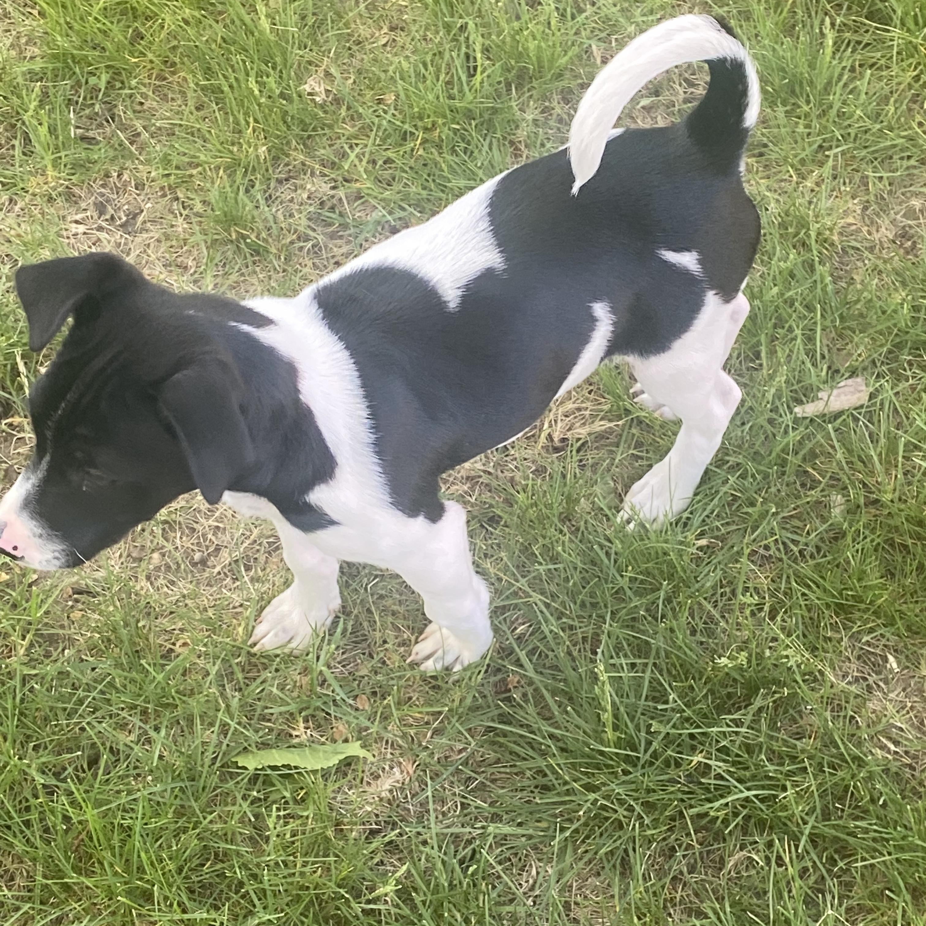 Mickey, an adoptable mixed breed in Lake Geneva, WI image 4/6