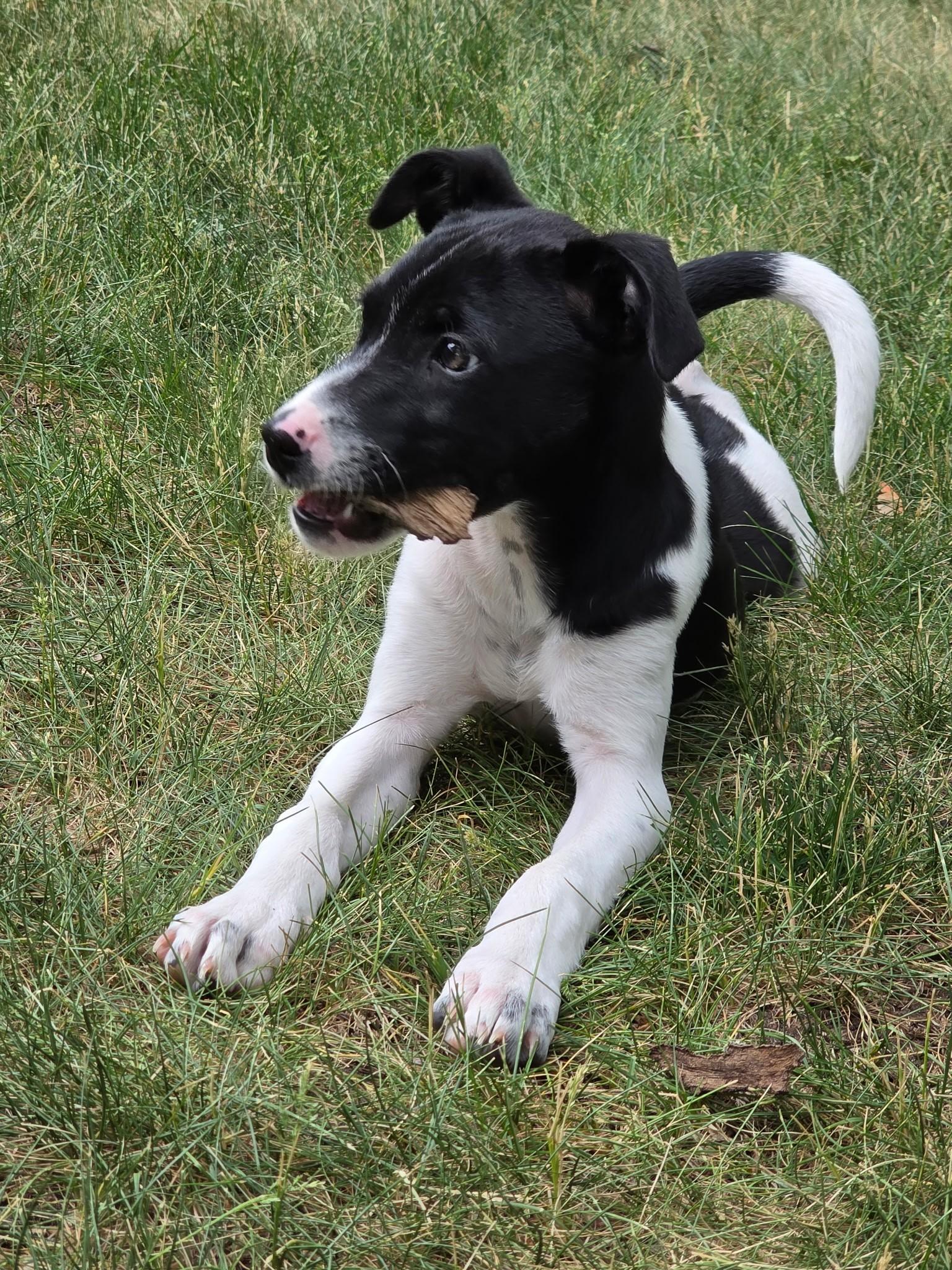 Mickey, an adoptable mixed breed in Lake Geneva, WI image 2/6