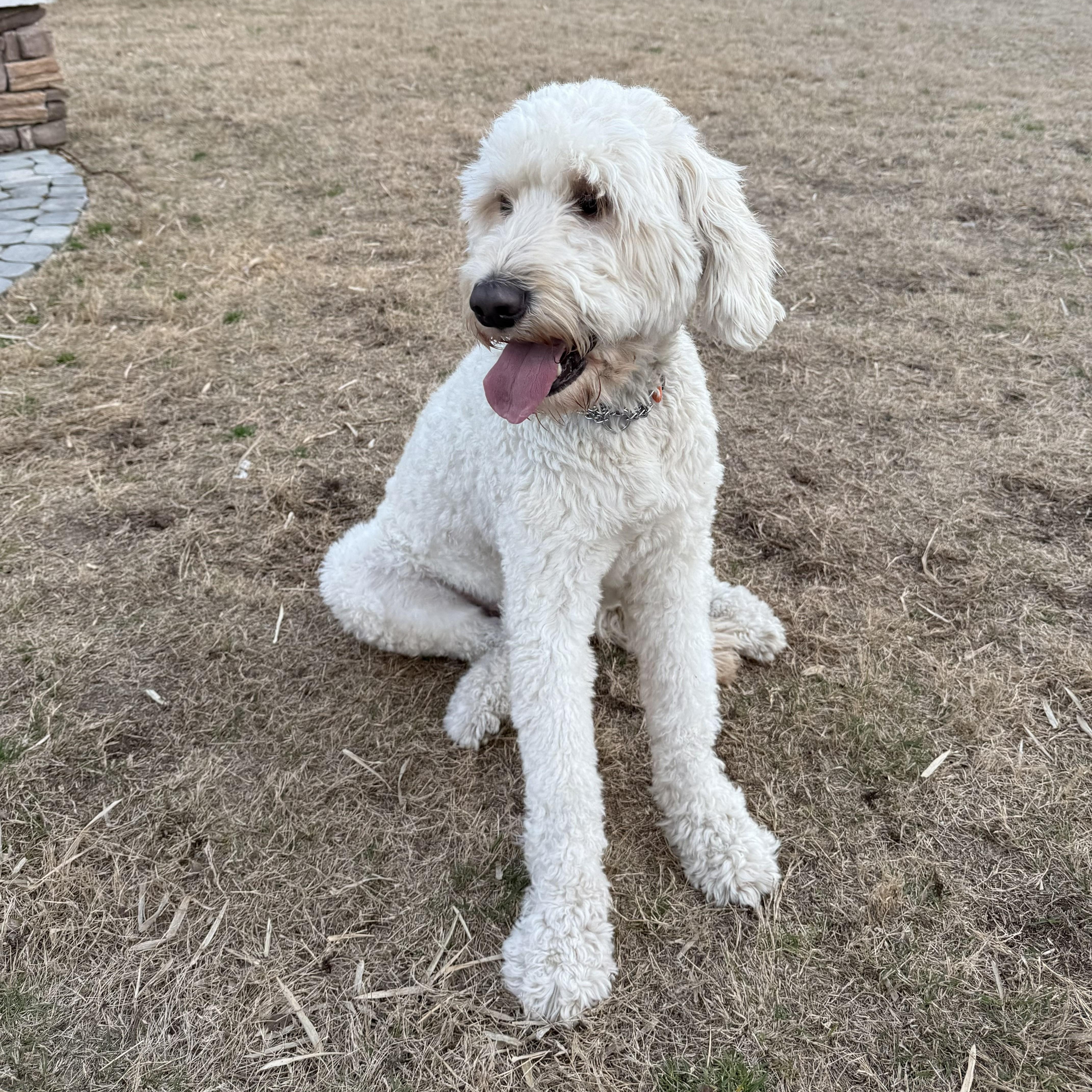WAYLON-NORTH CAROLINA, an adopted Goldendoodle in WILMINGTON, NC image 5/6