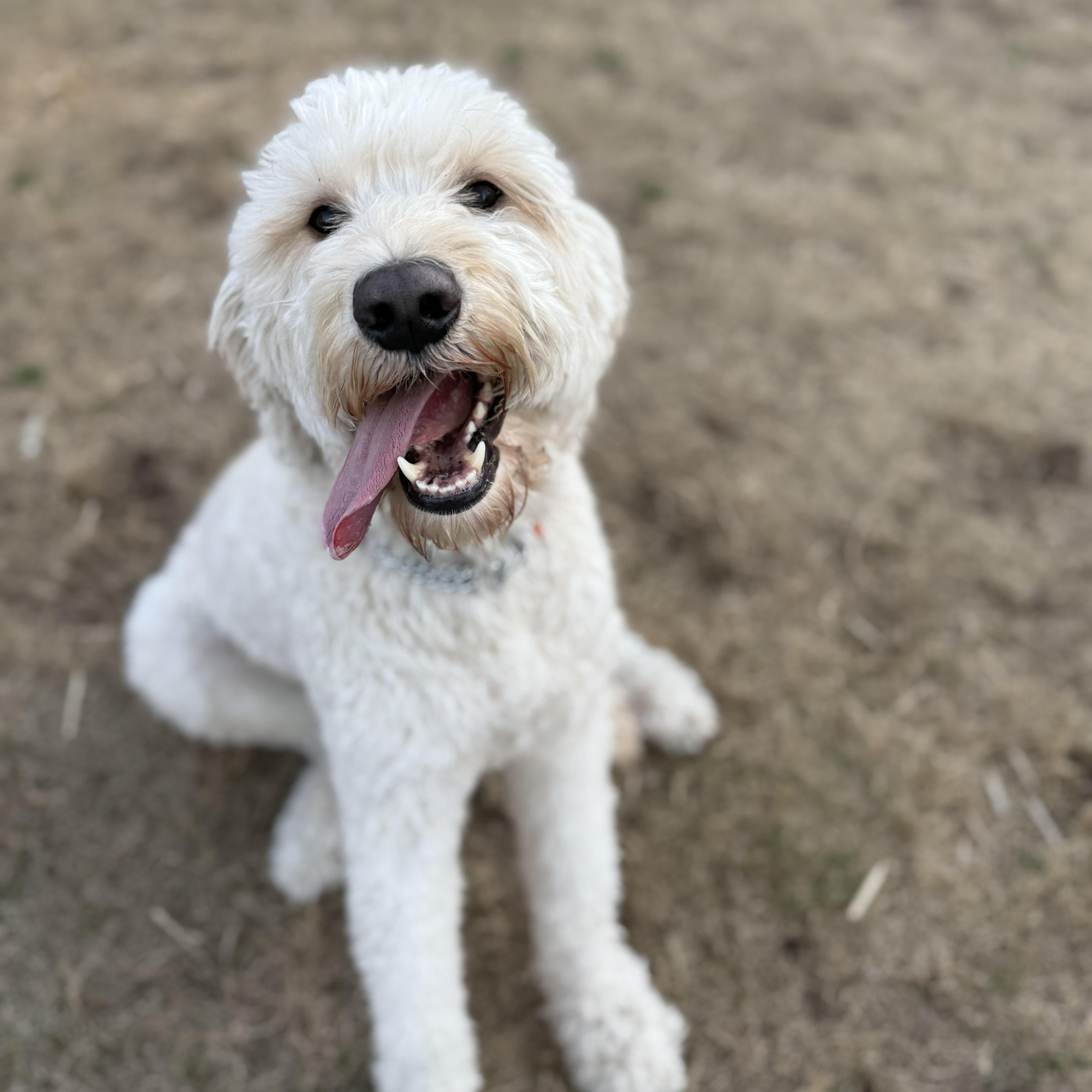 WAYLON-NORTH CAROLINA, an adopted Goldendoodle in WILMINGTON, NC image 1/6