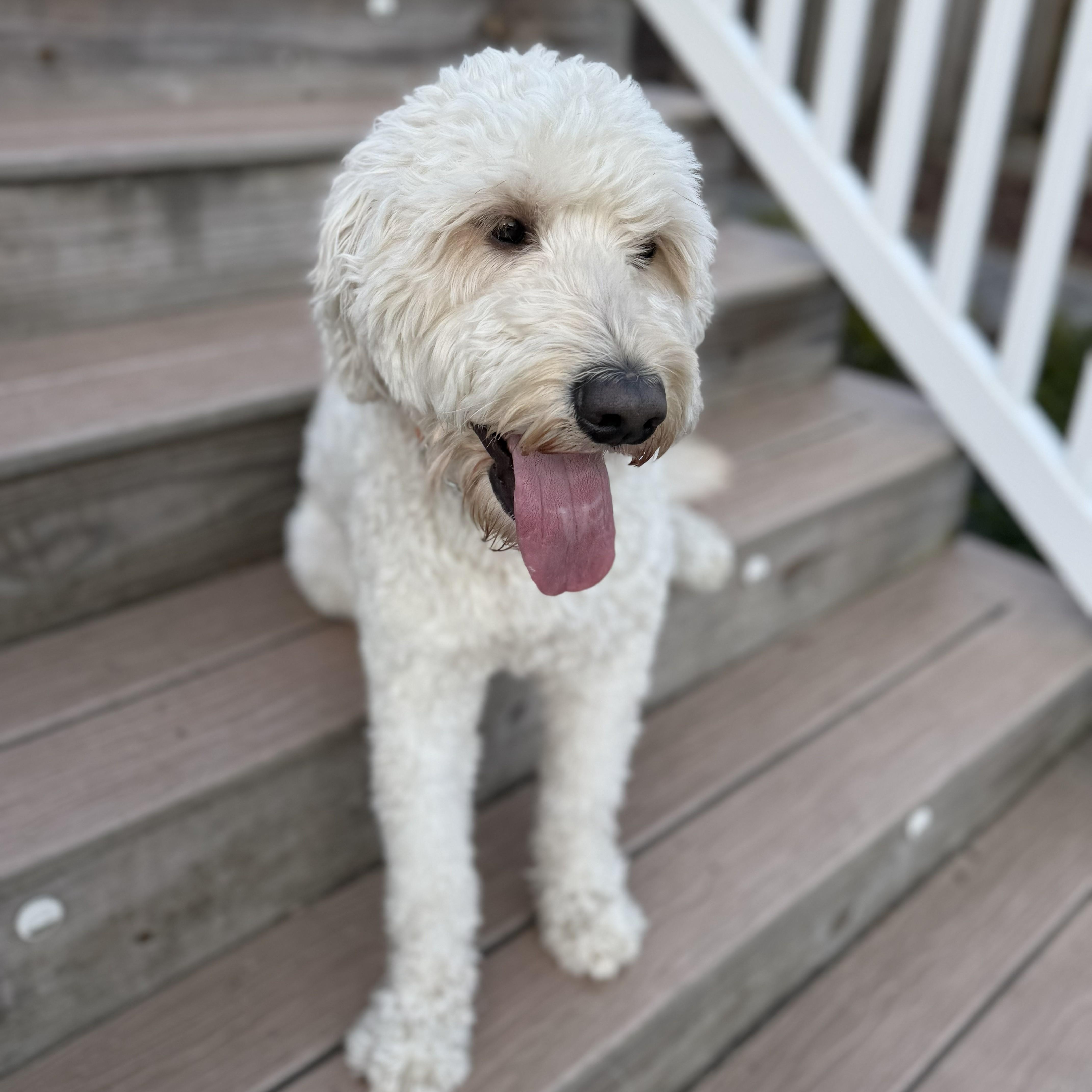 WAYLON-NORTH CAROLINA, an adopted Goldendoodle in WILMINGTON, NC image 2/6