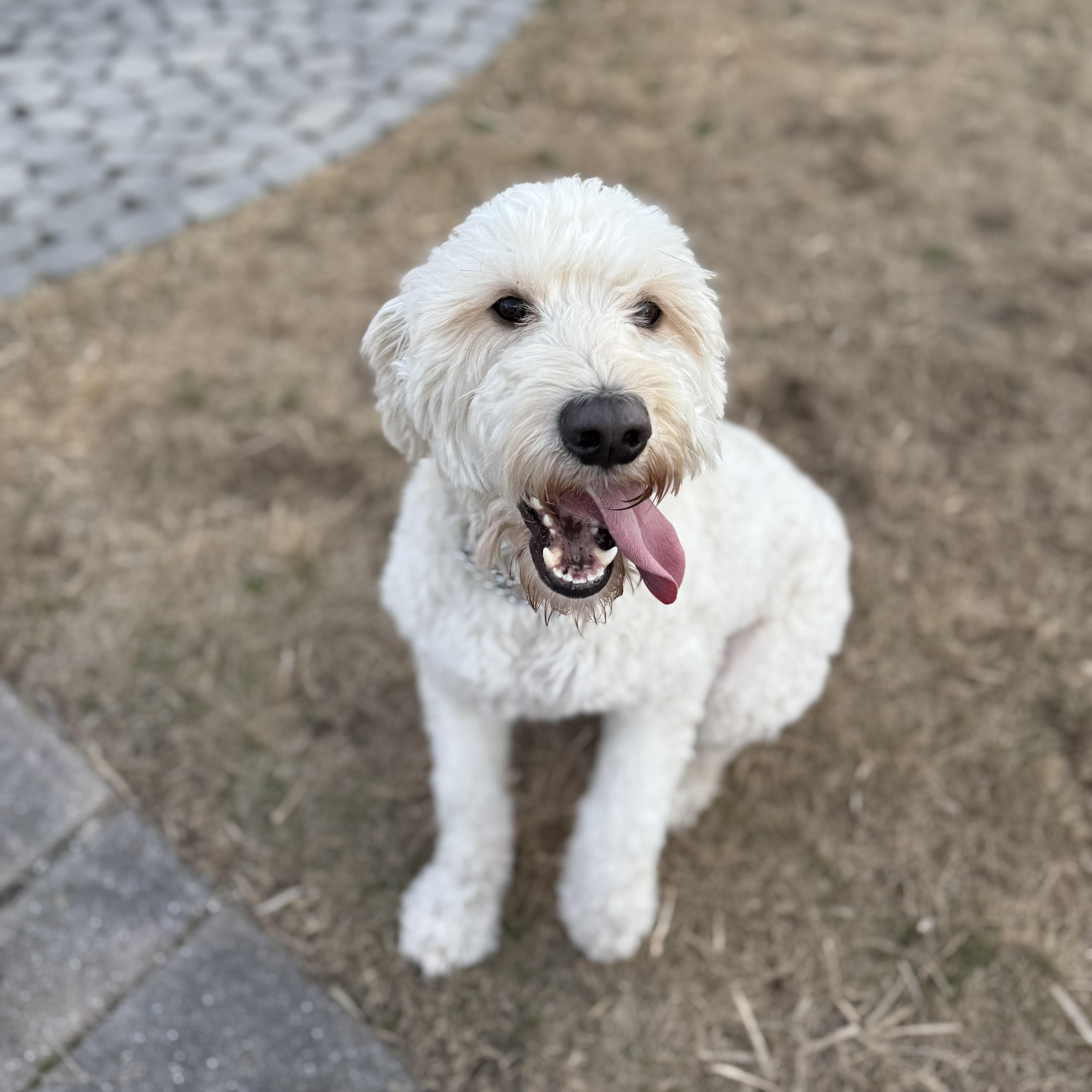 WAYLON-NORTH CAROLINA, an adopted Goldendoodle in WILMINGTON, NC image 4/6