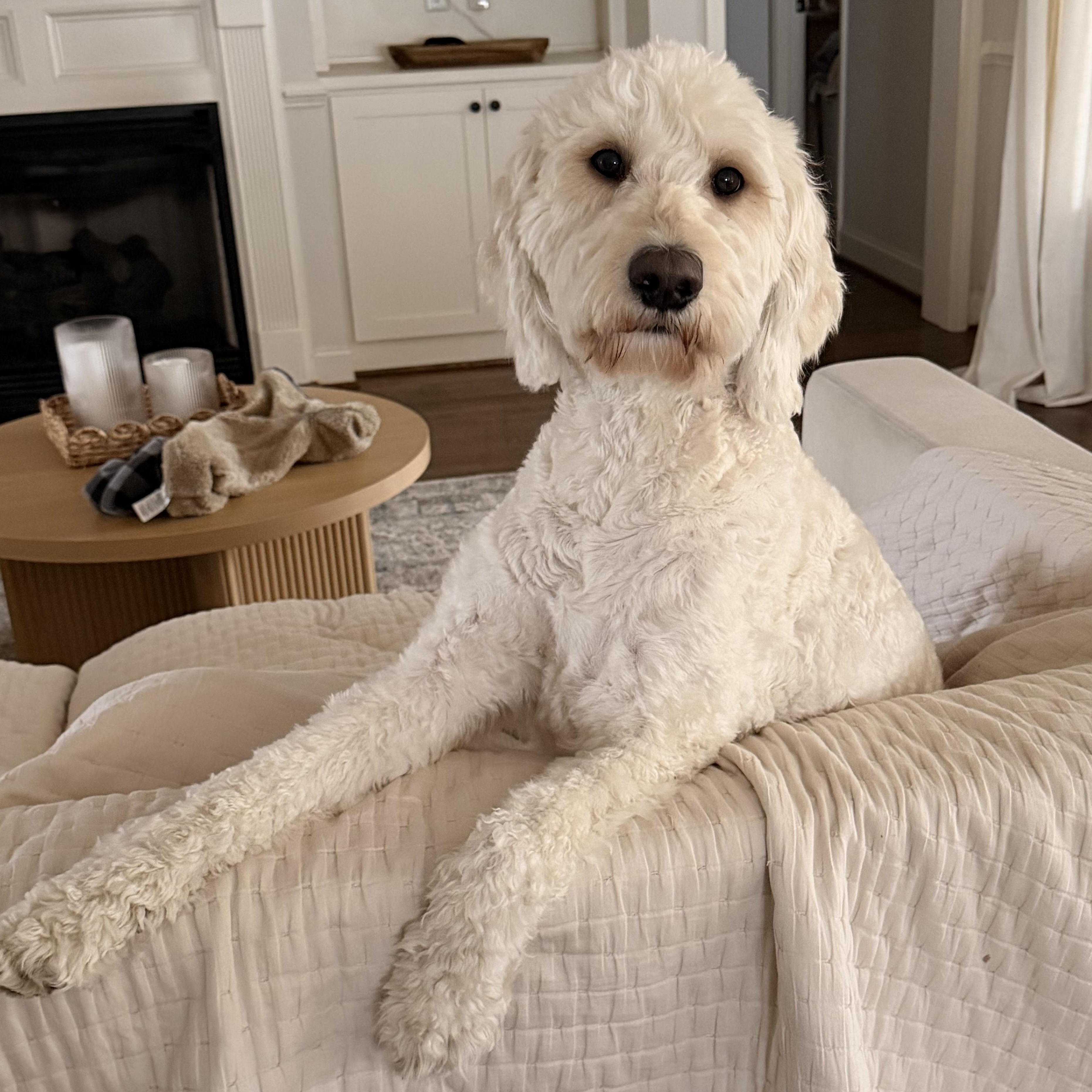 WAYLON-NORTH CAROLINA, an adopted Goldendoodle in WILMINGTON, NC image 3/6