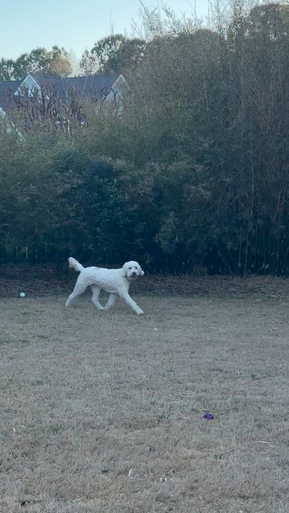 Enlarge WAYLON-NORTH CAROLINA, an adopted Goldendoodle in WILMINGTON, NC video 6/6