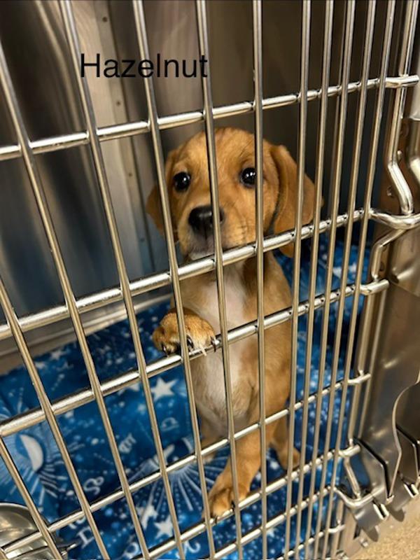 Enlarge Hazelnut, a Adoptable mixed breed in Knoxville, TN image 1/1