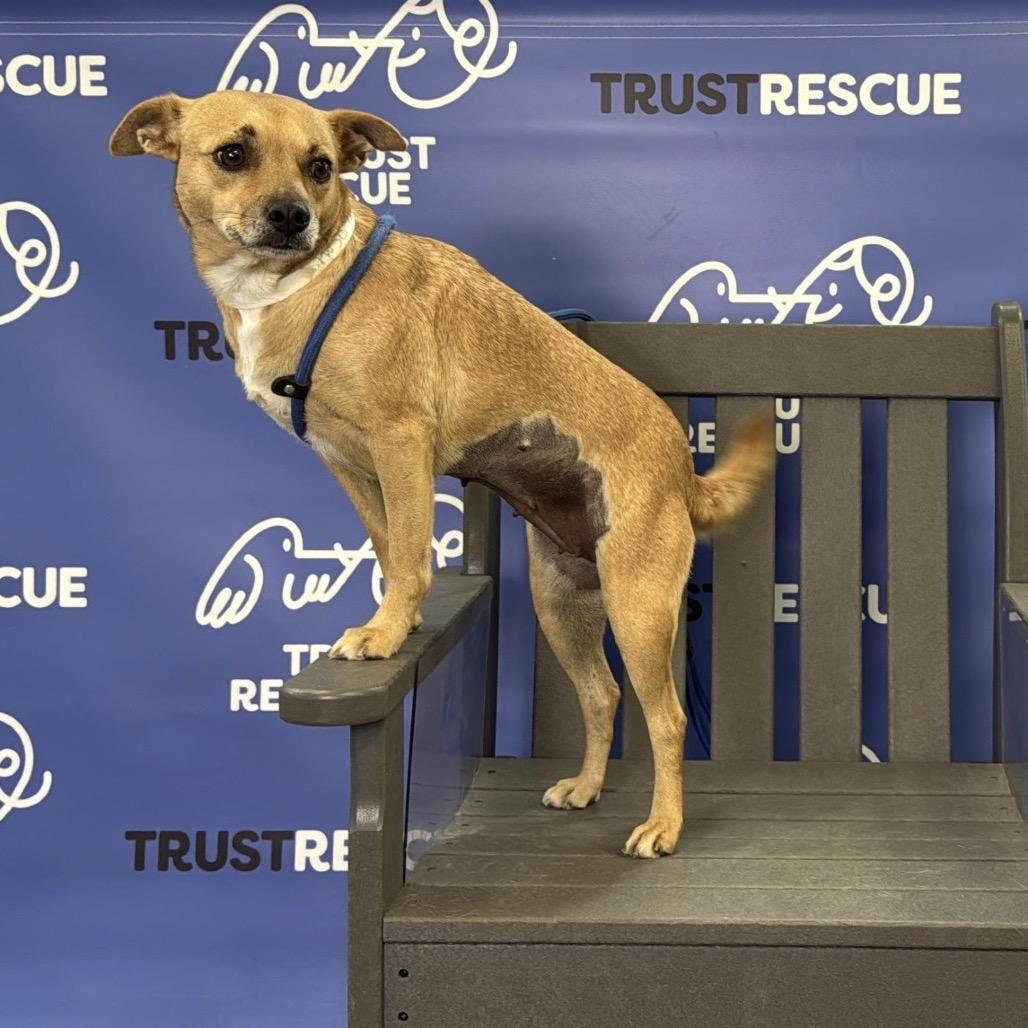 Enlarge AVA, a Adoptable mixed breed in Atco, NJ image 2/6