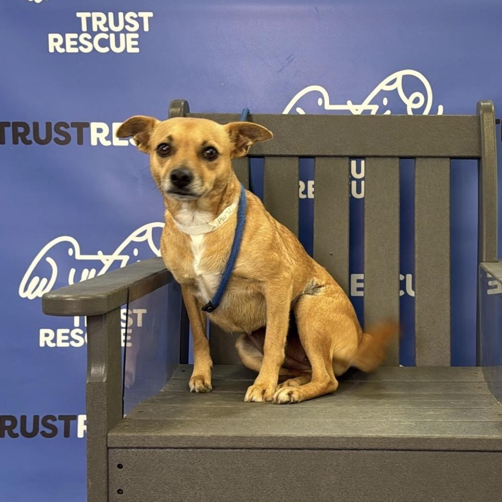 Enlarge AVA, a Adoptable mixed breed in Atco, NJ image 3/6