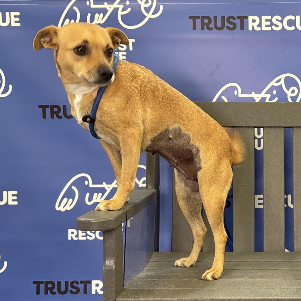 Enlarge AVA, a Adoptable mixed breed in Atco, NJ image 4/6